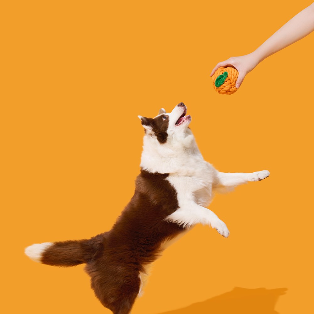 犬用繩結玩具 - 橘子