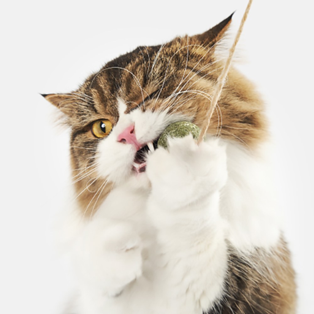 木天蓼玩具 (多款)