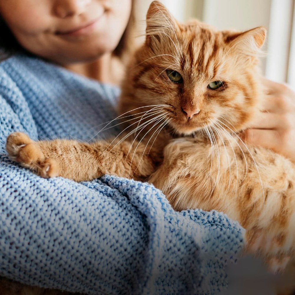 貓咪有關膝 (關節保健)