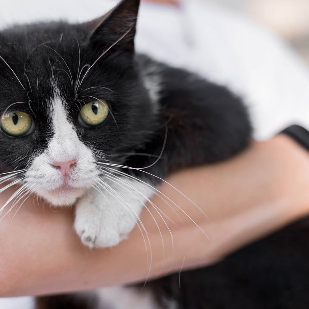 貓咪D藻鈣 - 30入