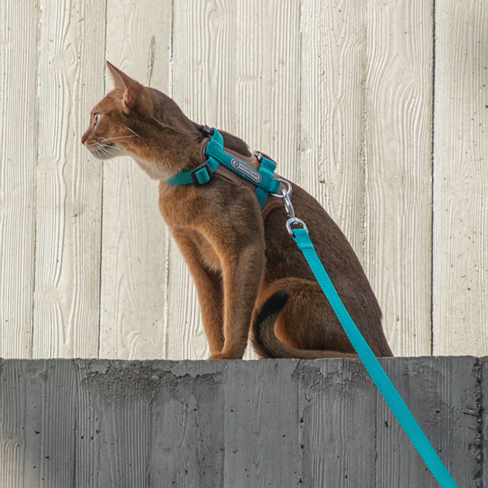 啵啵皮革貓胸背牽引繩套裝 (多色)