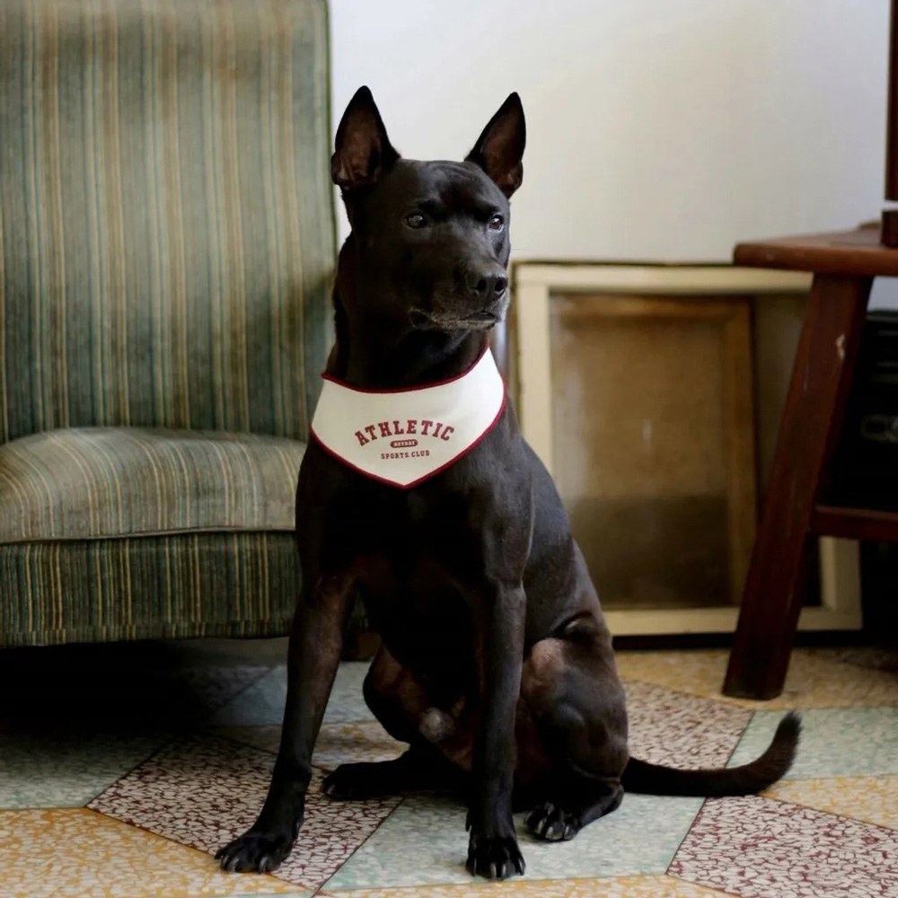 美式復古毛孩領巾 (兩色)