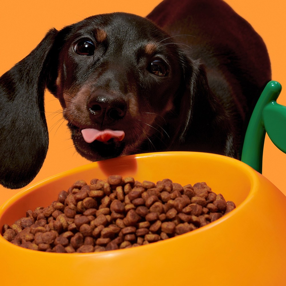 寵物碗勺餐墊套裝組 (多款)