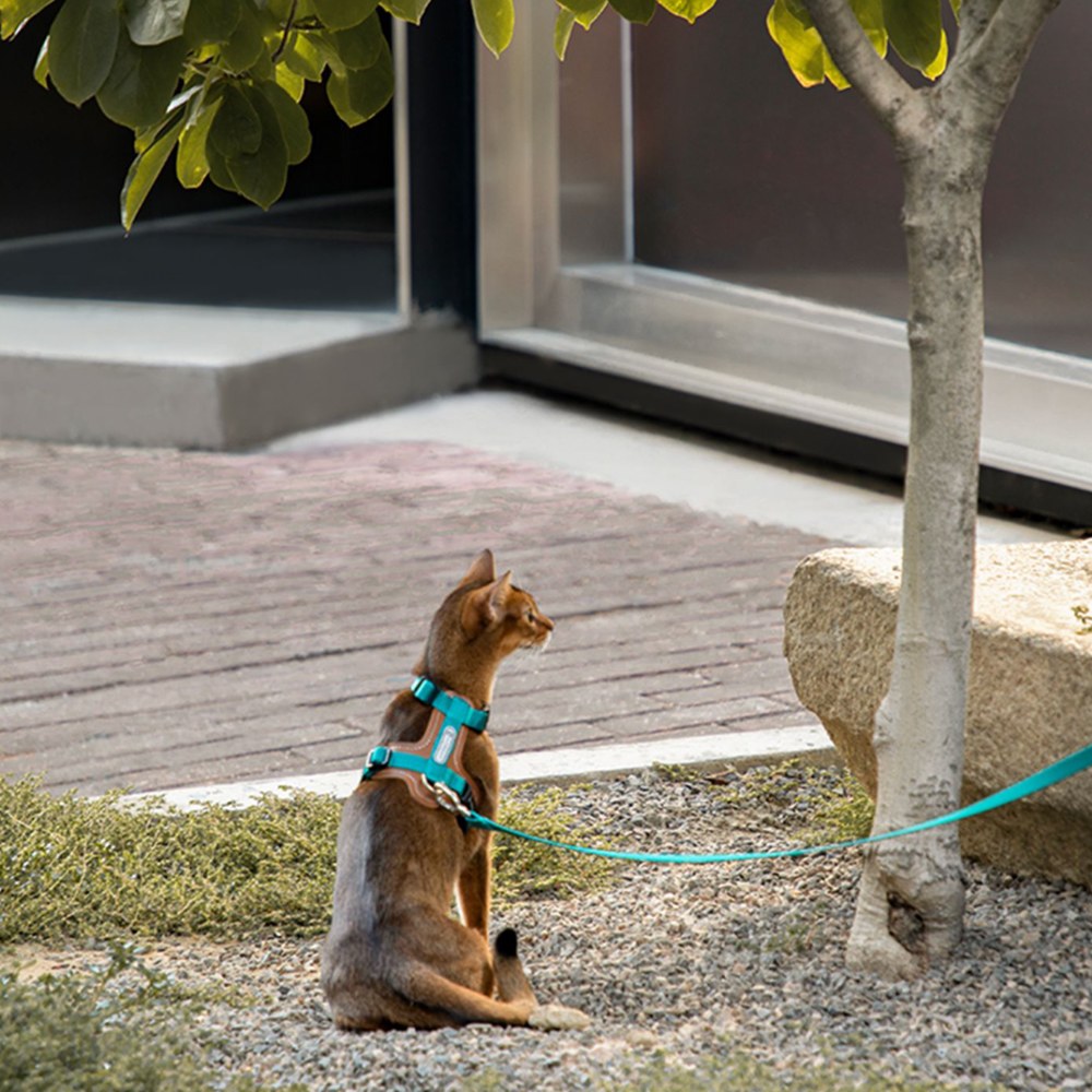 啵啵皮革貓胸背牽引繩套裝 (多色)