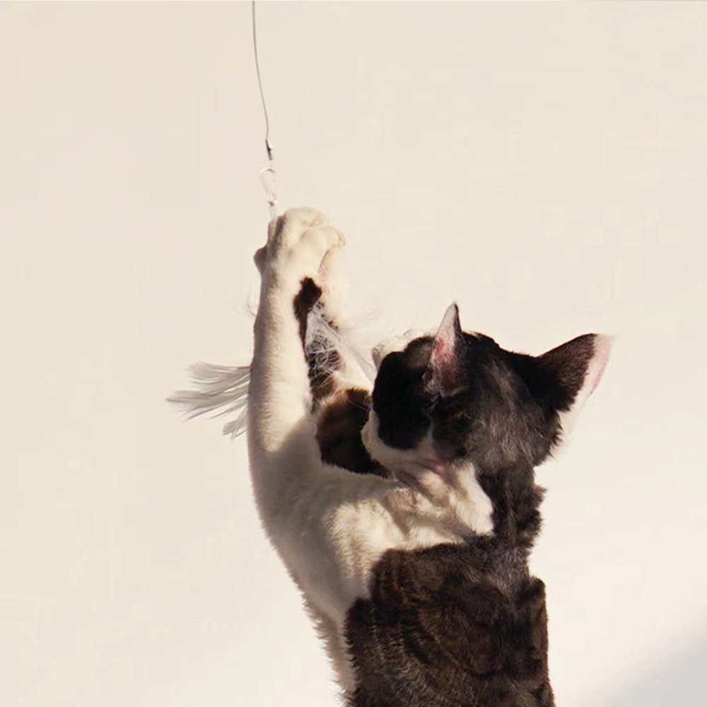 伸縮款逗貓棒 - 小雞羽毛