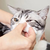 Kirei Water 寵物護理系列 - Eye Clean 漂漂眼