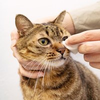 濕式衛生紙 (可沖馬桶)