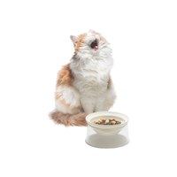 寵物高碗 - 透明高腳碗