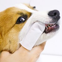 寵物濕巾 潔齒用指套款 - 36片/包