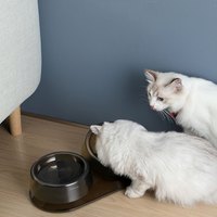 寵物健康餵食雙碗