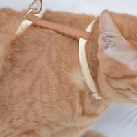 Scout 寵物外出H型胸背帶 (兩色)