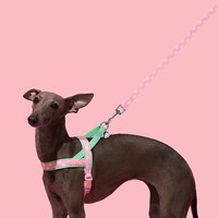 花花牽引繩套裝 (胸背+牽繩)