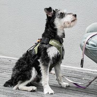 露營牽引繩套裝 (胸背+牽繩+拾便袋)