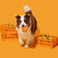 犬用繩結玩具 - 橘子