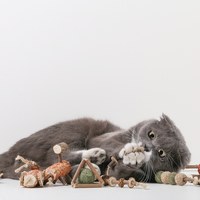 木天蓼玩具 (多款)