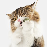 木天蓼玩具 (多款)