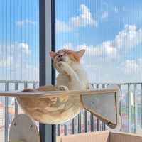 天空貓牆 (多款)