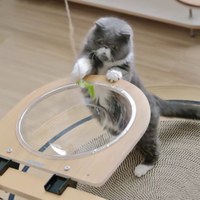 夾子貓牆系列 (多款)