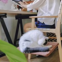 夾子貓牆系列 (多款)