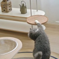 夾子貓牆系列 (多款)