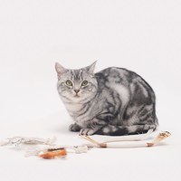 棉繩羽毛逗貓玩具 (四款)