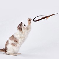 木天蓼羽毛巨長逗貓棒