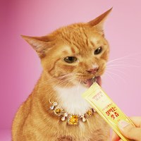 貓泥 (多種口味)