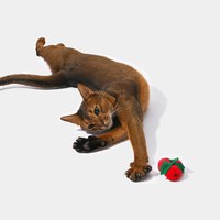 貓薄荷玩具 - 聖誕毛絨球球