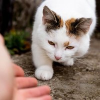 貓咪護疫升 (免疫保健)