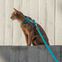 啵啵皮革貓胸背牽引繩套裝 (多色)