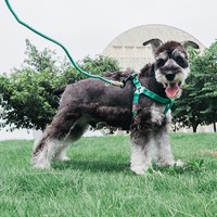 犬用牽引繩套裝 (胸背+牽繩) (多色)