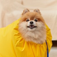 寵物快速烘毛夾克