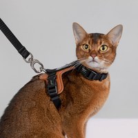 啵啵皮革貓胸背牽引繩套裝 (多色)