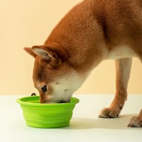 摺疊矽膠隨行碗 (多色)