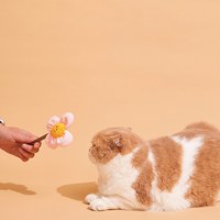 木天蓼潔齒玩具 - 花花fafa