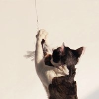 伸縮款逗貓棒 - 小雞羽毛